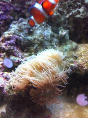coral.jpg