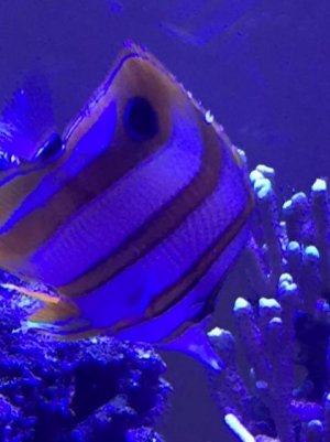 copperband butterfly 1.jpg