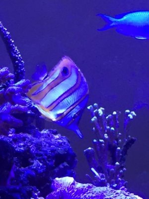 copperband butterfly 2.jpg