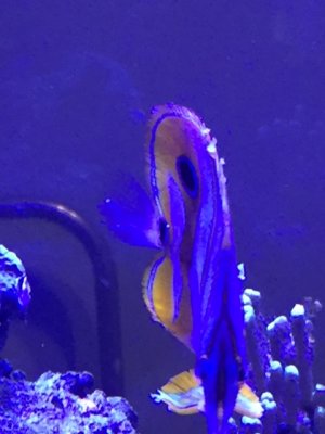 copperband butterfly 4.jpg