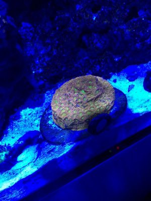 IMG_1350.jpg