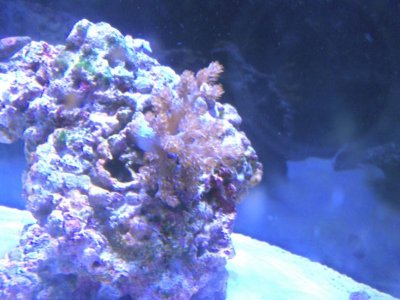 blenny3.jpg