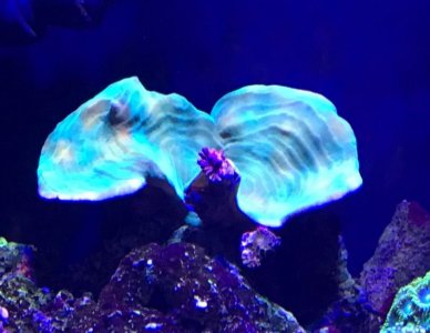 FullSizeRender (7).jpg