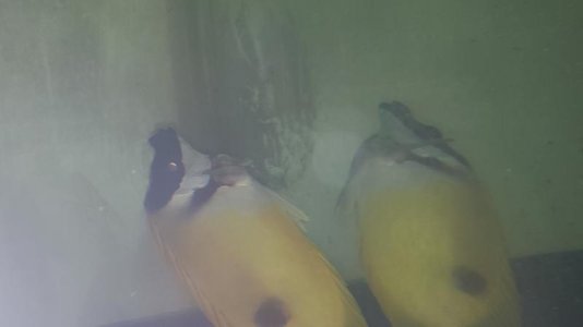 foxface.jpg foxface.jpg