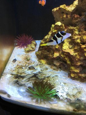 ImageUploadedByTapatalk1457834330.301826.jpg ImageUploadedByTapatalk1457834330.301826.jpg