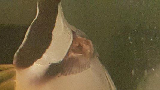 fox wound.jpg fox wound.jpg