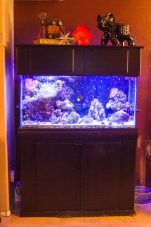 90g Tank.jpg