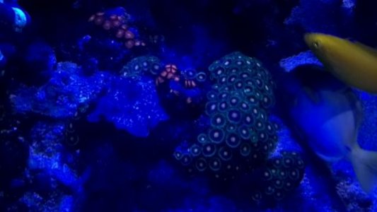 zoa early morning.jpg