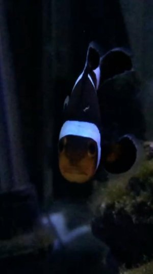 clyde parasite 2.jpg