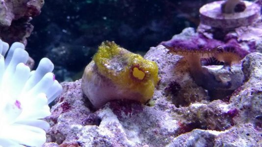 SpongeID.jpg SpongeID.jpg