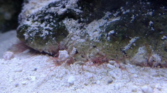 WormID.jpg WormID.jpg