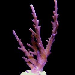 Red Dragon Acropora.jpg