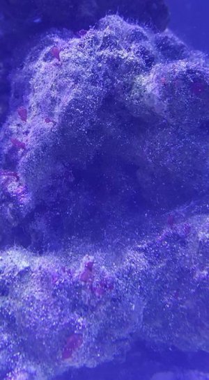12718373_10153479832838133_9114183075848162569_n.jpg