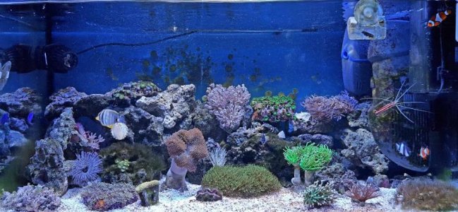 our tank...help?.jpg