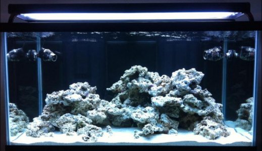 Aquascape for C-250!.jpg