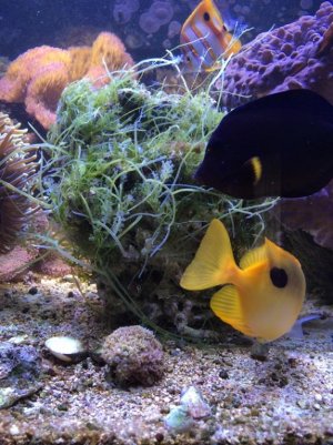 Algae rock.jpg