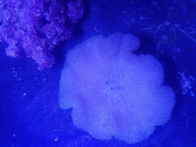 mertensii.jpg