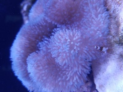 Purple gigantea.jpg