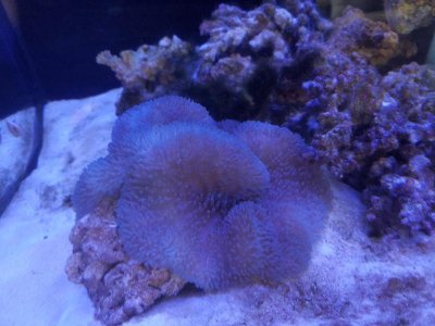 Purple Gigantea 1.jpg