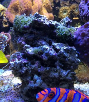 AlgaeRockDay3.jpg