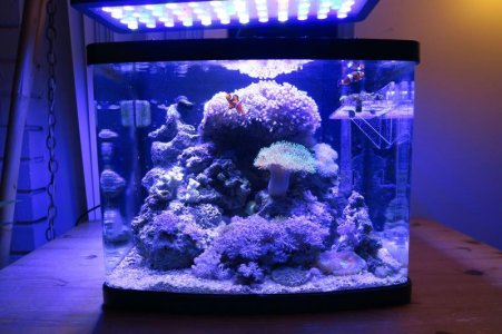 shark tank 1.jpg