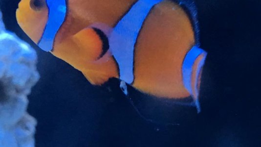clownfish1.jpg