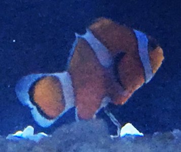 clownfish2.jpg