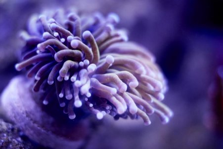 coral - 003.jpg