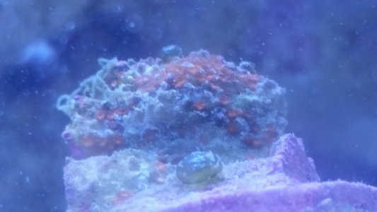 monti rainbow sml.jpg