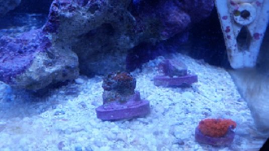 monti rainbow 2 sml.jpg