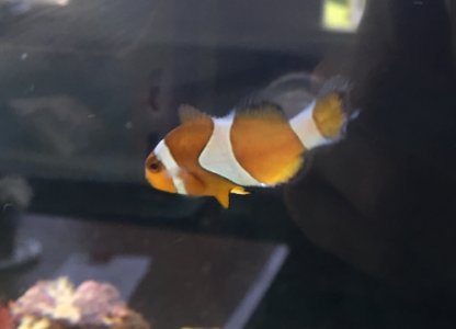 Smallest clownfish.jpg