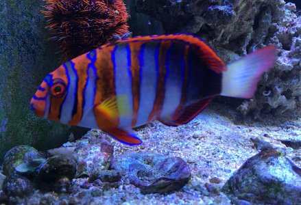 HarlequinTusk2016042101.jpg