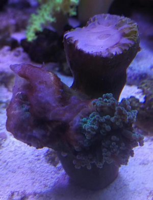 IMAG0738_1.jpg