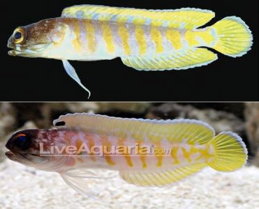 Opistognathus randalli.JPG
