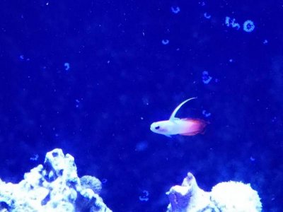 firefish.jpg