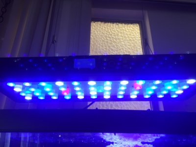 led's reefbreeders under.jpg