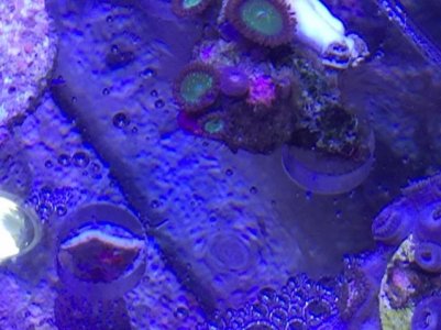 green polyps.jpg