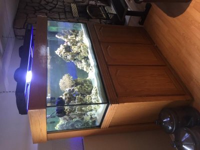 display tank.jpg