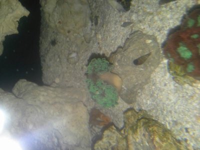 hammer coral.jpg