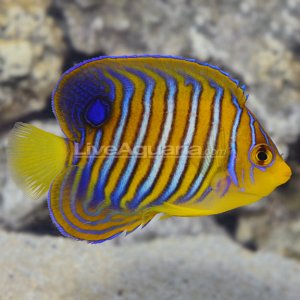 lg-0401161-315.jpg