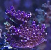 PURPLE CORAL.jpg