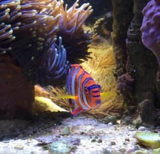 HarlequinTusk2016042801.jpg
