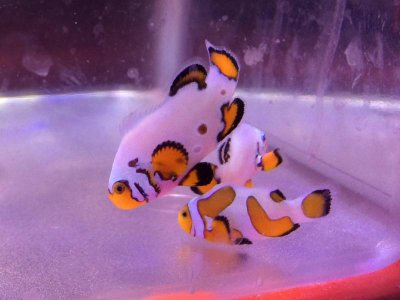 FullSizeRender 7.jpg