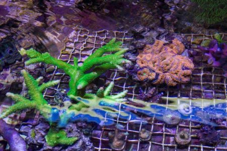 Ricordia and Stags.jpg