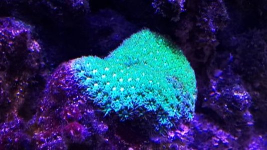 hitch hiked coral.jpg