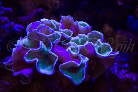 Leptoseris tubulifera 3(Blue Light).jpg