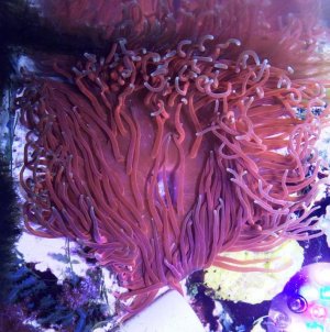 RedDoreensis2016050201.jpg