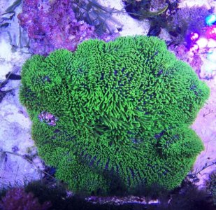 GreenGigantea2016050201.jpg