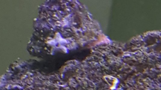 star fish2.jpg