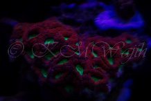 coral1.jpg